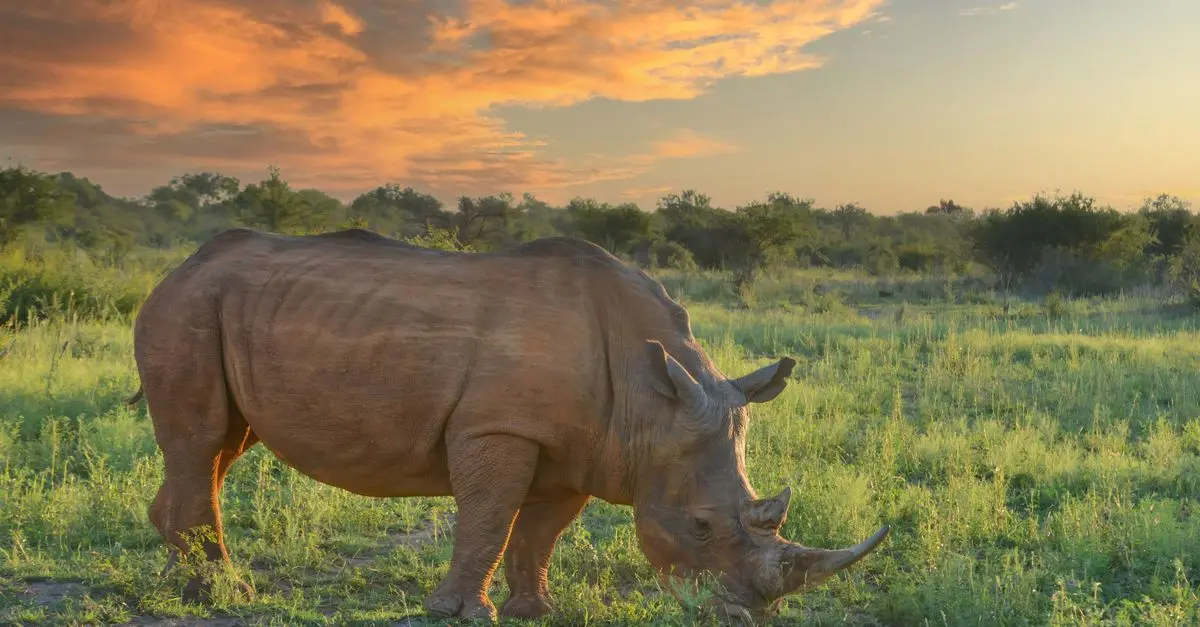 Guía práctica para hacer un safari en África