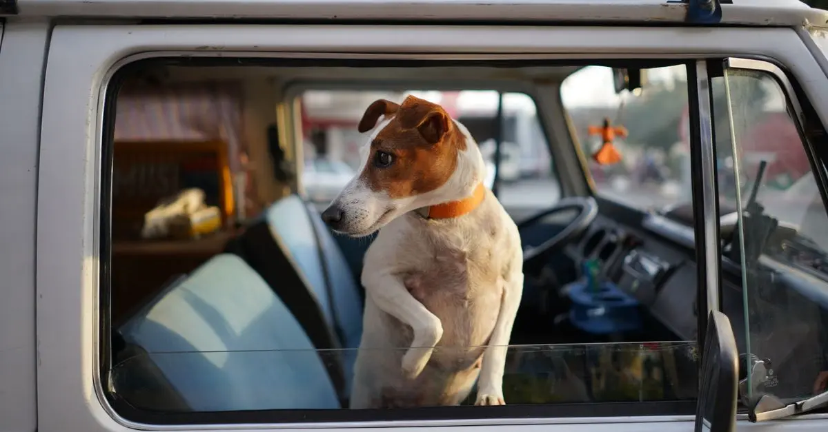10 consejos imprescindibles para viajar con mascotas